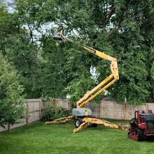 How Our Tree Care Process Works  in  Occidental, CA