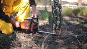 Best Lawn Watering Services  in Occidental, CA