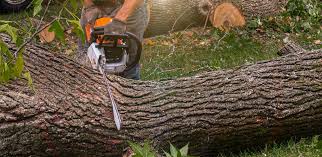 Best Lawn Mowing  in Occidental, CA
