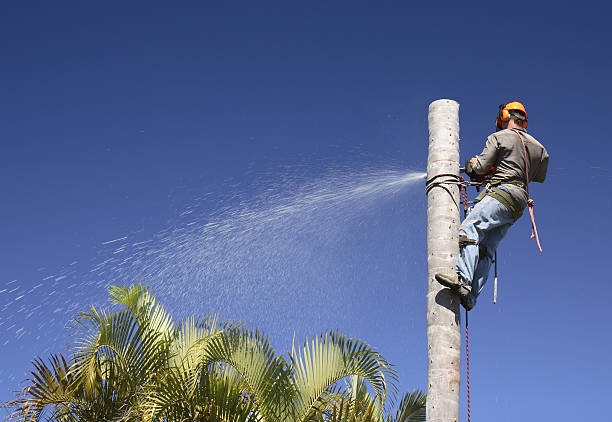 Best Tree Health Inspection  in Occidental, CA