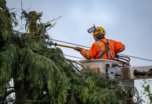 Best Tree Risk Assessment  in Occidental, CA