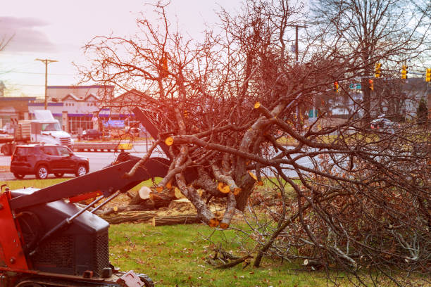 Best Tree Removal  in Occidental, CA