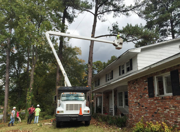 Best Root Management and Removal  in Occidental, CA