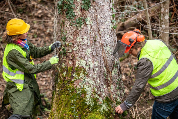 Best Tree Preservation Services  in Occidental, CA