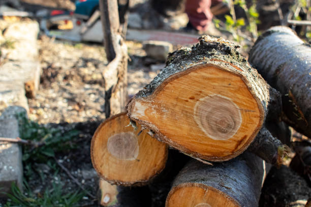 Occidental, CA Tree Care Company