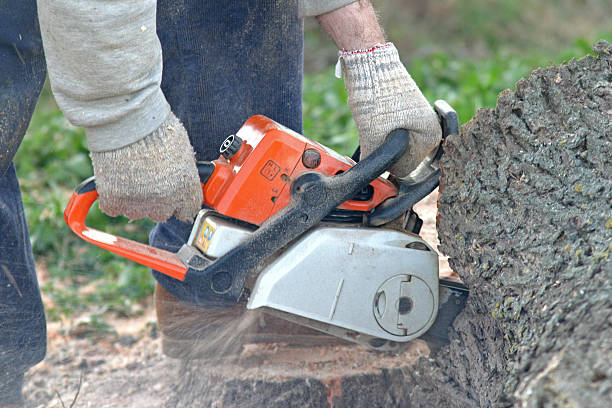 Best Lawn Renovation and Restoration  in Occidental, CA