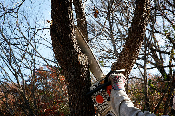 Best Emergency Tree Removal  in Occidental, CA