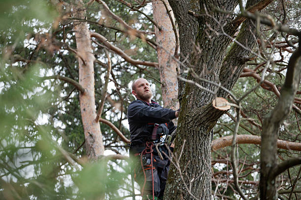 Best Tree Trimming and Pruning  in Occidental, CA