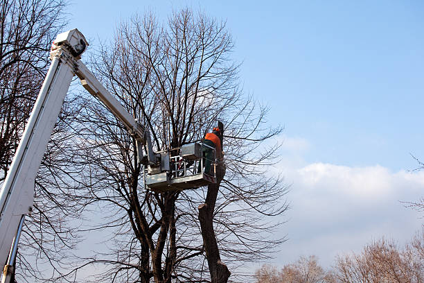 Best Tree and Shrub Care  in Occidental, CA