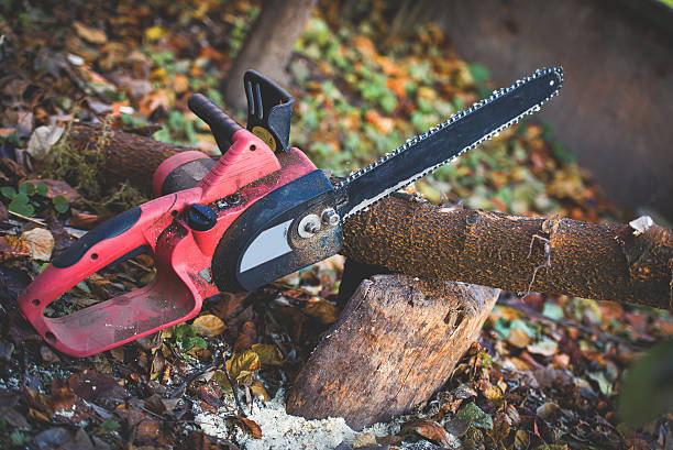 Best Tree Mulching  in Occidental, CA